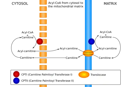 Acyl-CoA from cytosol to the mitochondrial matrix