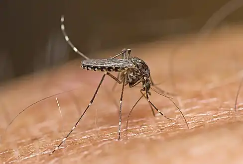 Aedes vigilax