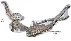 Albertonectes vanderveldei, a plesiosaur which had 132 vertebrae including 76 in the neck