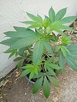 A young female Acapulco Gold plant (Mexican x Nepalese). Seed grown plant from seeds obtained from a cannabis seed bank.
