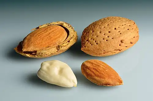 Almonds: shell cracked open, whole shell, shelled, blanched