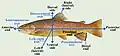 Anatomical terms of location in most fish