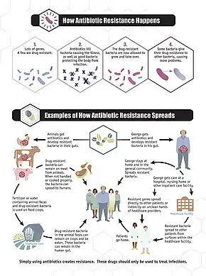 A CDC infographic on how antibiotic resistance (a major type of antimicrobial resistance) happens and spreads