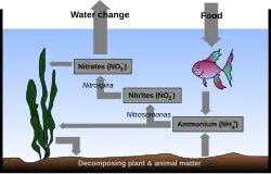 Drawing showing cross-section of the ocean. The bottom is labeled "Decomposing plant & animal matter". An arrow points from seaweed to the bottom. Another arrow points to a rectangle labeled Ammonium (NH+4). A two-headed arrow is labeled Nitrosomonas and points back to the seaweed and also to another rectangle labeled Nitrites (NO−2). Another arrow labeled Nitrospira points to another rectangle labeled Nitrates (NO−3). Another arrow points back to the seaweed. Another arrow points to the air above the ocean surface and is labeled Water change. Another arrow, labeled Food points from the air to a fish below the surface. A final arrow points to the rectangle labeled Ammonium (NH+4).
