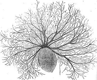 Oodinium, a genus of parasitic dinoflagellates, causes velvet disease in fish