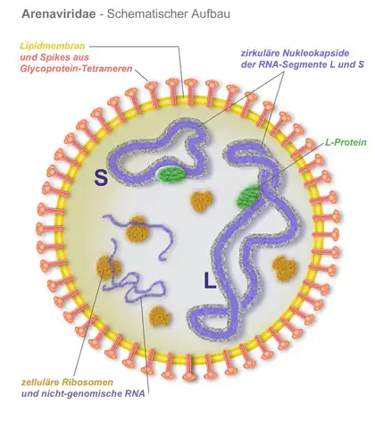 Schematic structure of an arena virus