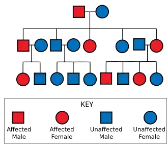 Diagram showing a father carrying the gene and an unaffected mother leading to some of their offspring being affected; those affected are also shown with some affected offspring; those unaffected have no affected offspring