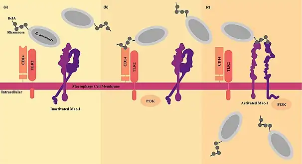 CD14 and Mac-1 work together to increase the macrophage internalization of B. anthracis spores. (a) CD14 and TLR2 work in close proximity to propagate the activation signal. Mac-1 starts in a closed confirmation which keeps the integrin from binding the spores, keeping them out of the cell. (b) CD14 binds the rhamnose residues on the BclA of the exosporium leading to TLR2-mediated activation of PI3K. (c) Activation of PI3K pushes Mac-1 into its open conformation so the spore can be bound and internalized (information from Oliva et al. 2009)