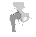 Details of hip joint. FemurFemoral NeckFemoral HeadAcetabulumAcetabular labrumPelvis