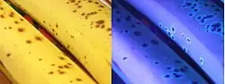Two adjacent photos of bananas. The left is in sunlight; the right is under ultraviolet light.