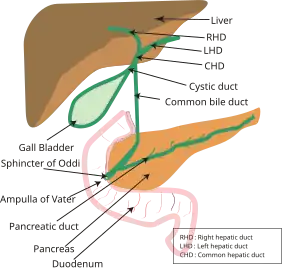 Biliary tract