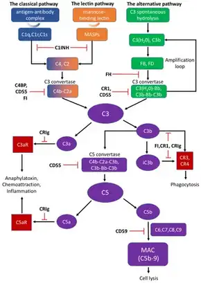 Complement system