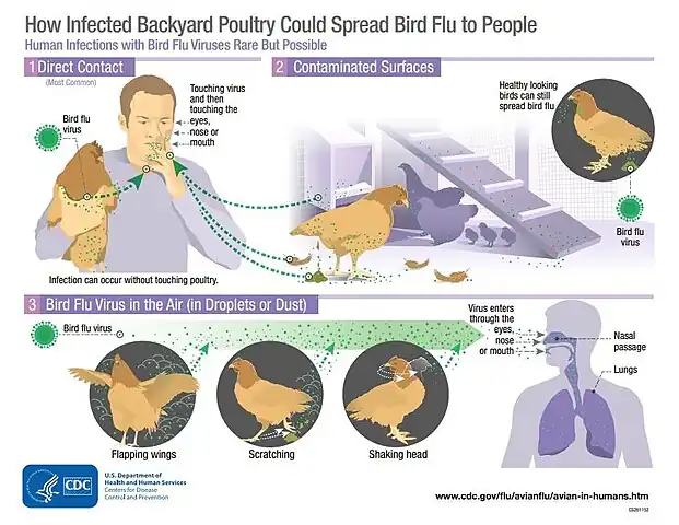 Avian influenza viruses spread between infected birds and people[114]