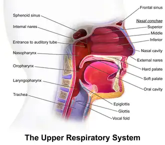 Upper respirator tract