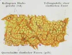 Microscopic image of the nuchal ligament.