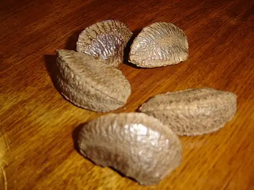 Brazil nuts in shells