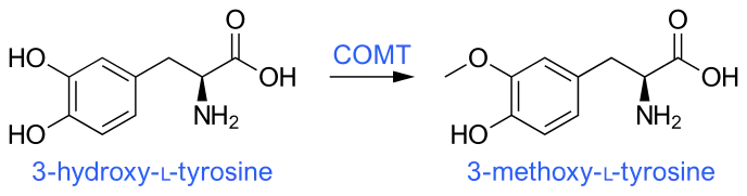 3-O-Methylation of levodopa (3-hydroxy-L-tyrosine) via COMT activity