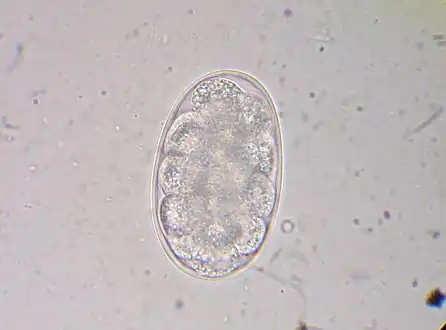 Hookworm egg