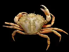 Shore crab