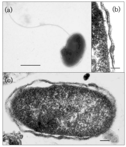 Dissulfuribacter thermophilus