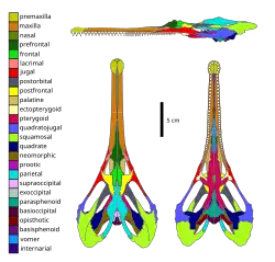 Skull diagram with 26 colors labeling individual single or paired bones
