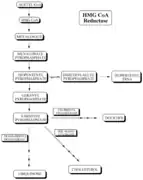 Cholesterol biosynthetic pathway