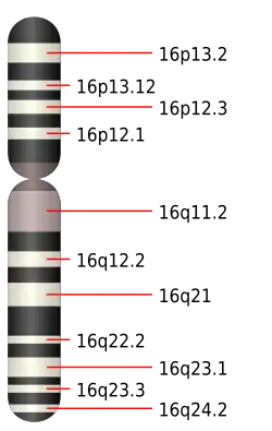 Chromosome 16