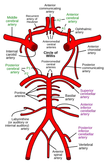 Arteries of the brain, brain stem and upper spinal cord (inferior view).
