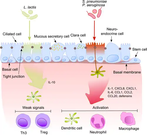 Commensals vs pathogenic bacteria in COPD