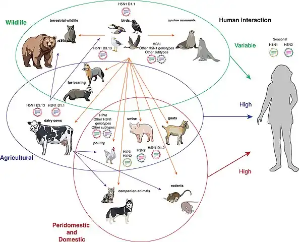 Animal species infected with H5N1[113]