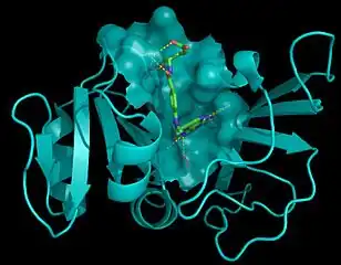 Methotrexate (green) complexed into the active site of DHFR (blue)