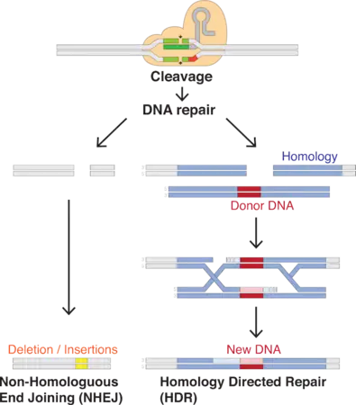 DNA repair after double-stranded break