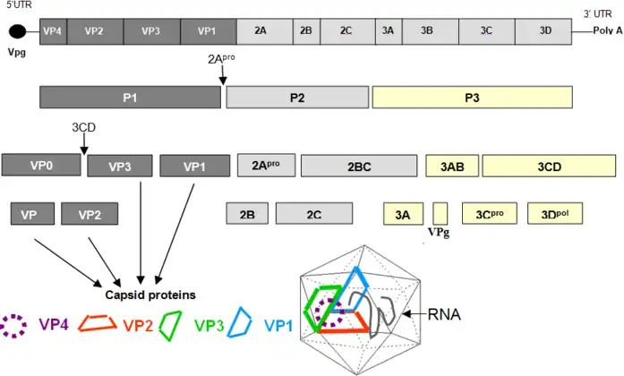 Enterovirus genome, polyprotein processing cascade, and architecture of enterovirus capsid.