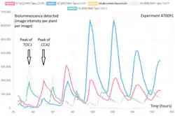 Graph showing two pairs of rhythmic timeseries, peaking at alternating times of day, over six, 24-hour cycles.