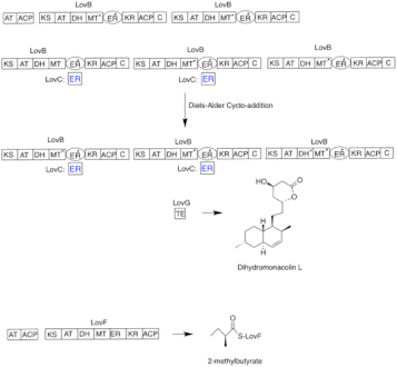 Architecture of the lovastatin type I PKS system. Outlined domains are used iteratively. ACP- acyl carrier protein, AD-alcohol dehydrogenase, AT-acyltransferase, DH-dehydratase, KS-ketoacyl synthase, KR-ketoreductase, MT-methyltransferase, ER-enoylreductase, C-condensation, TE-thioesterase. (*)-redundant domain/inactive not used in this step.