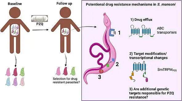 Potential drug resistance mechanisms in S. mansoni involve either drug efflux or target modifications[32]
