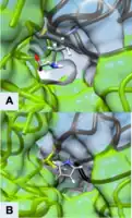 Figure 3 Active Site of ODC Formed by Homodimerization (Green and White Surface Structures) (A) Ornithine in the Active Site of ODC, Cys-360 highlighted in yellow (B) Product of Eflornithine Decarboxylation bound to Cys 360 (highlighted in yellow). The pyrroline ring blocks ornithine from entering the active site[35]