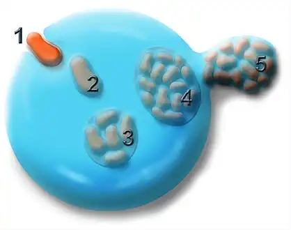 Infection of a cell by Ehrlicha, 1) bacteria entering in cell. 2, 3, 4 ) reproduction and Morula in cytoplasm of a neutrophil