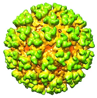 Cryo-electron microscopy reconstruction of Semliki Forest virus at 9Å resolution (EMDB entry EMD-1015[9])