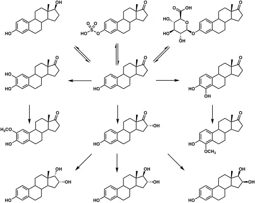 Graphic of the metabolic pathways of estradiol in humans