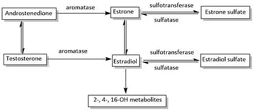 Estrogen biosynthetic pathway.