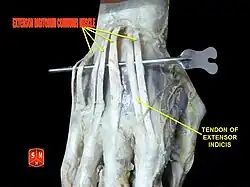 Extensor digitorum muscles
