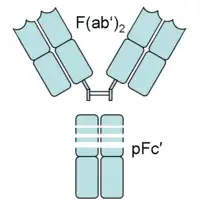 An antibody digested by pepsin yields two fragments: a F(ab')2 fragment and a pFc' fragment