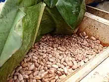 A wooden box containing slimy white beans. Banana leaves are peeled back to reveal contents of box. A thermometer is embedded within.