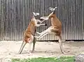 Two red kangaroos fighting upright, with their tails as additional support