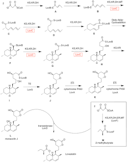 Biosynthesis of lovastatin