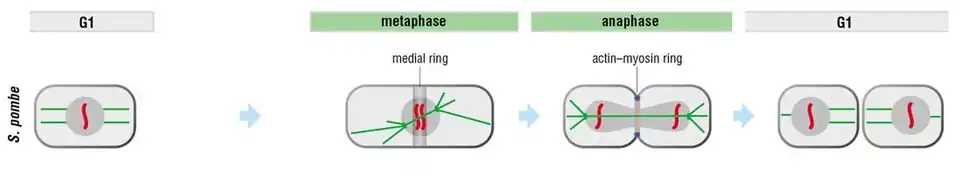 Cytokinesis of the fission yeast.