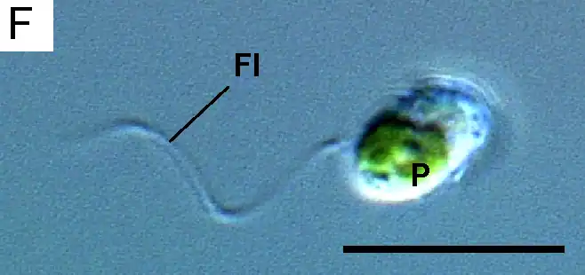 Flagellate cell of Lotharella globosa with a single flagellum (Fl) and plastid (P)Scale bar = 10&nbsp;μm