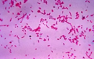 "Fusobacterium novum" in liquid culture