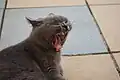 A yawning cat's tongue is comb-like